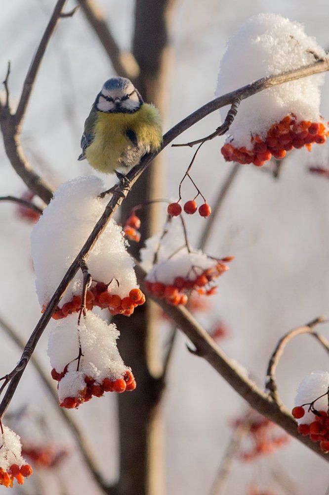 Холодная зима