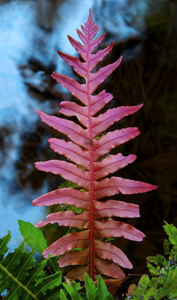 Pink fern leaf