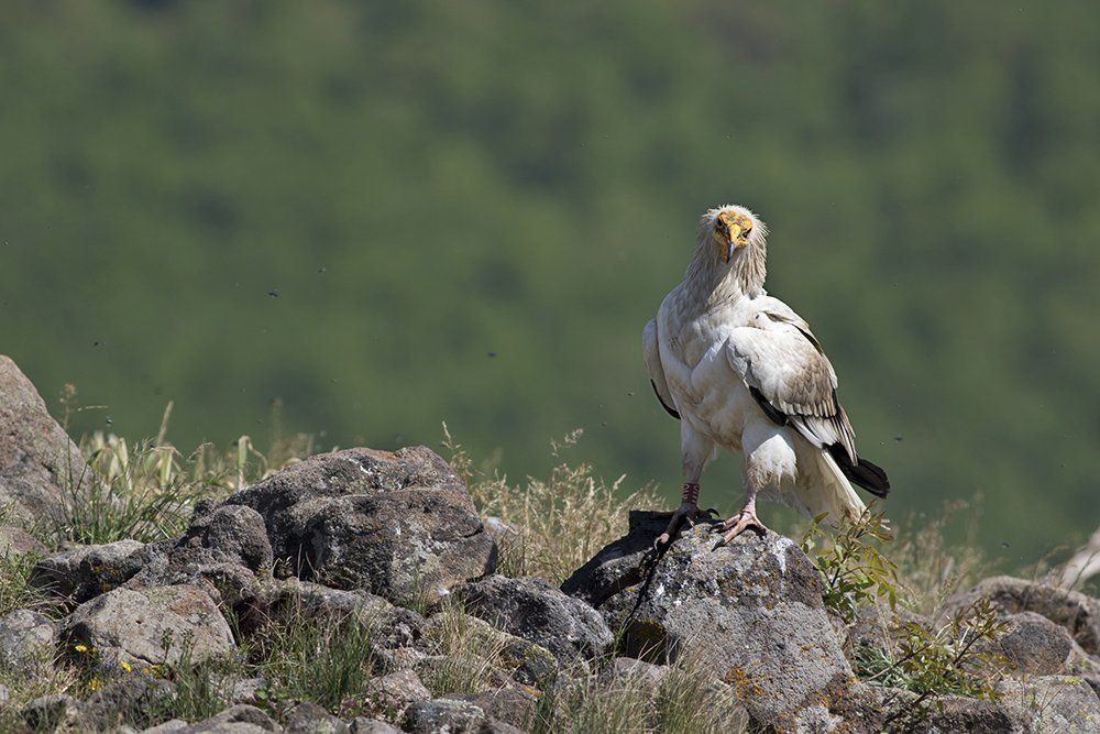 Я вижу тебя