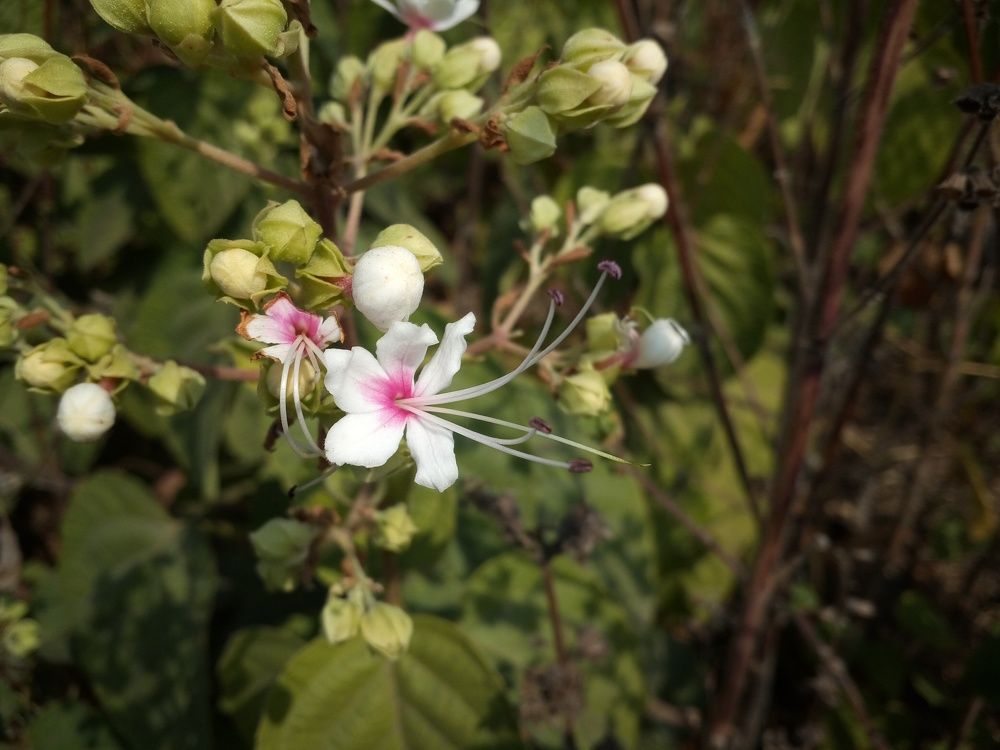 Unkown Flower