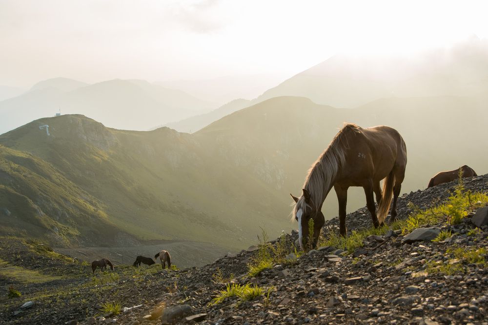 Прогулочные лошади