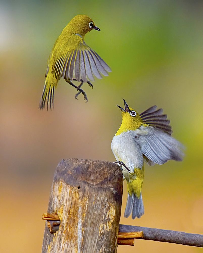 Oriental White Eye