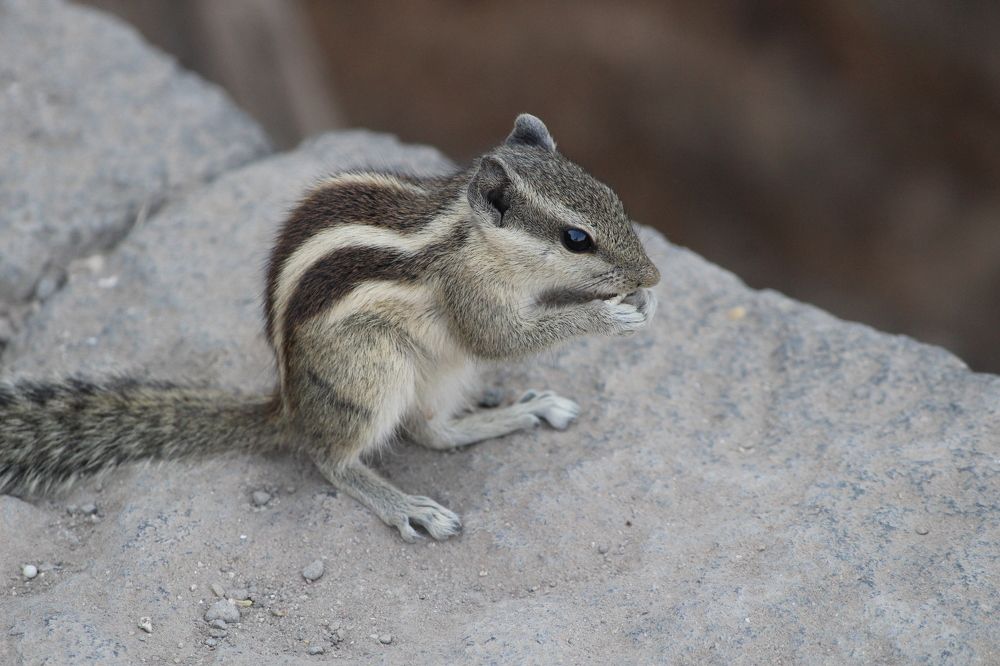 for fill the stomach work with the hands