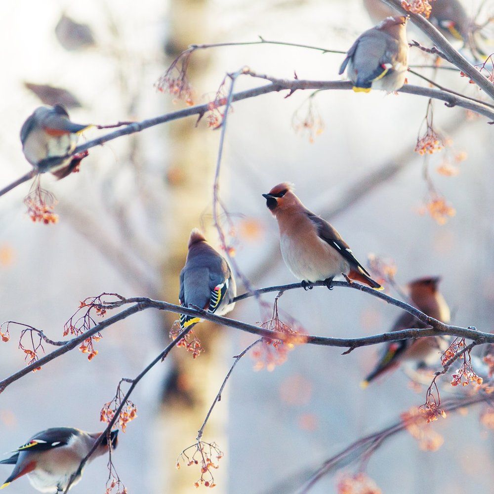 Свиристели прилетели