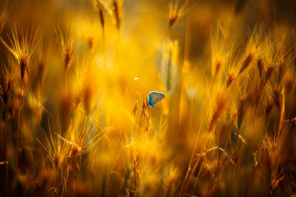 Таинственная бабочка