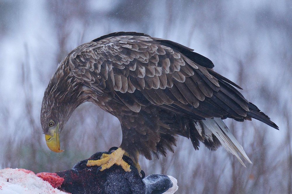 Январский завтрак в лесу.