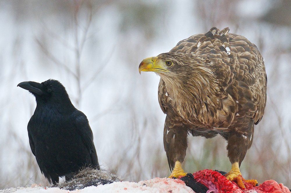 Зимняя столовая.