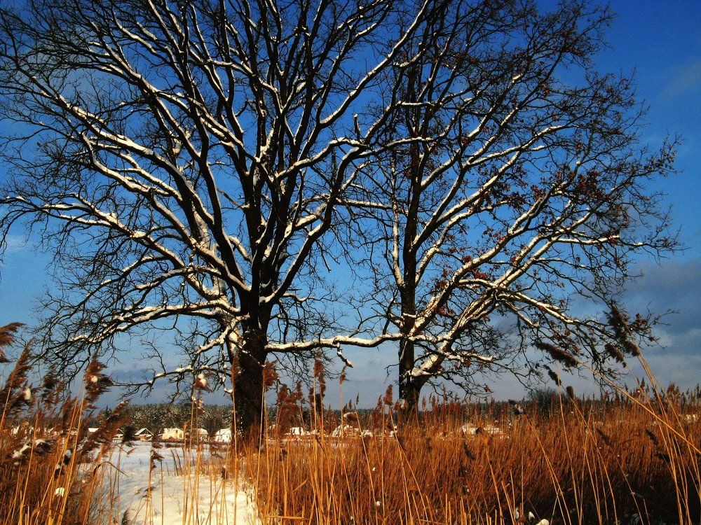 Winter Morning near Rver / Зимнее утро у реки.