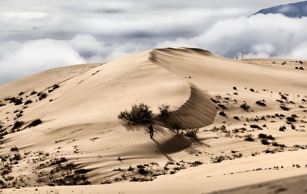 Корабль пустыни