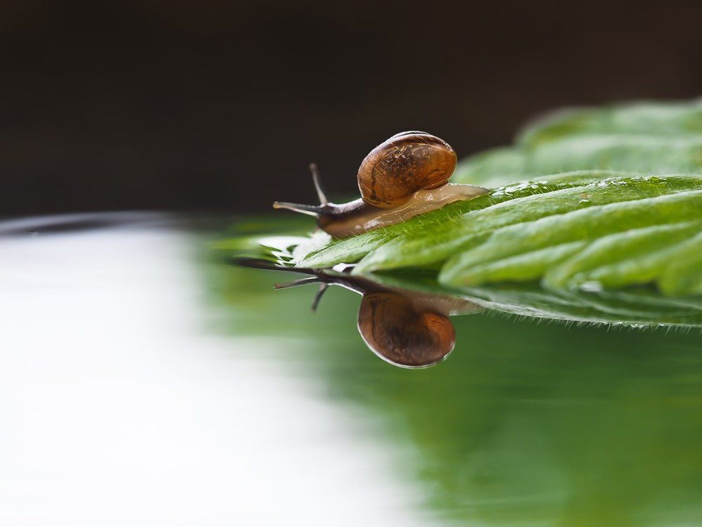 Я и моя тень