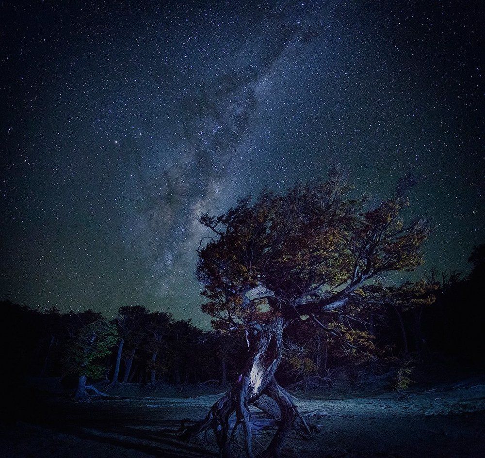 Убегающее дерево, у подножья Фитз Роя.