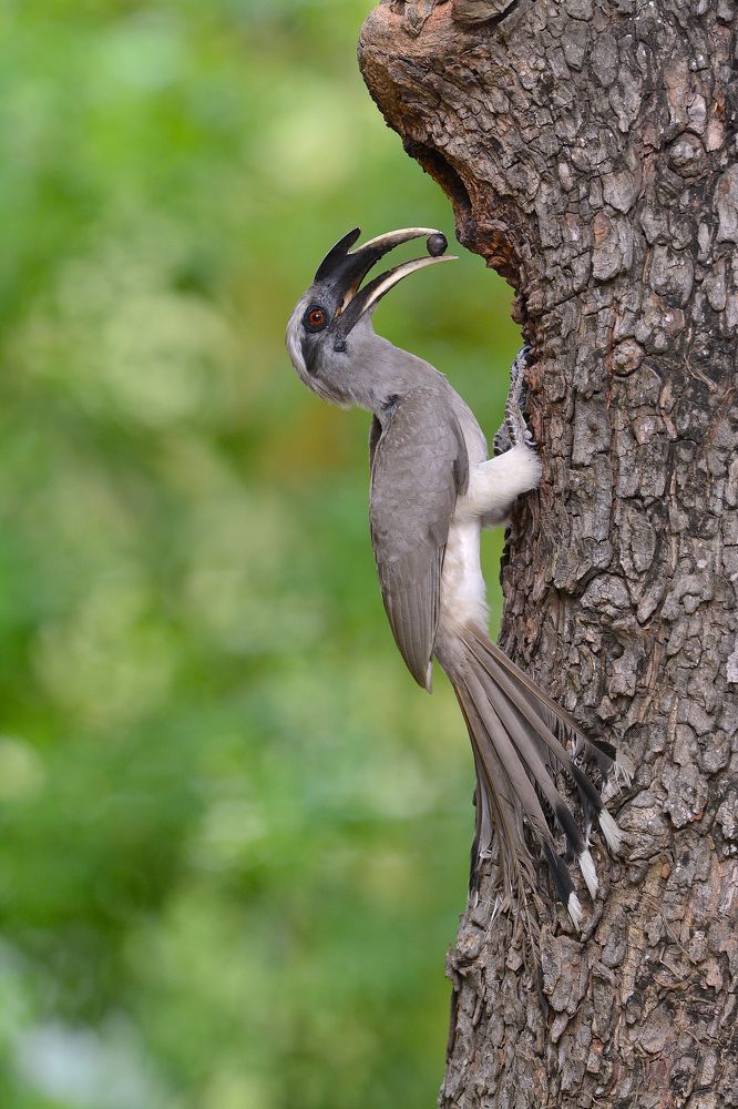 Grey Hornbill with Feed