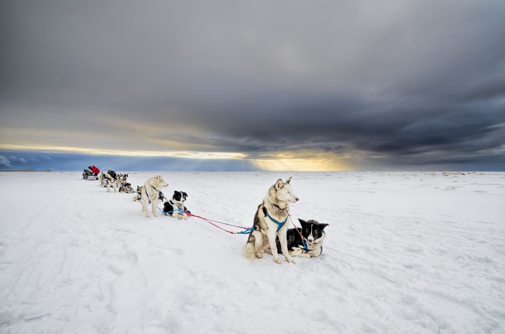 На привале. Экспедиция Федора Конюхова на собачьих упряжках