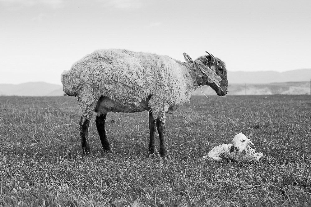 Новорожденный