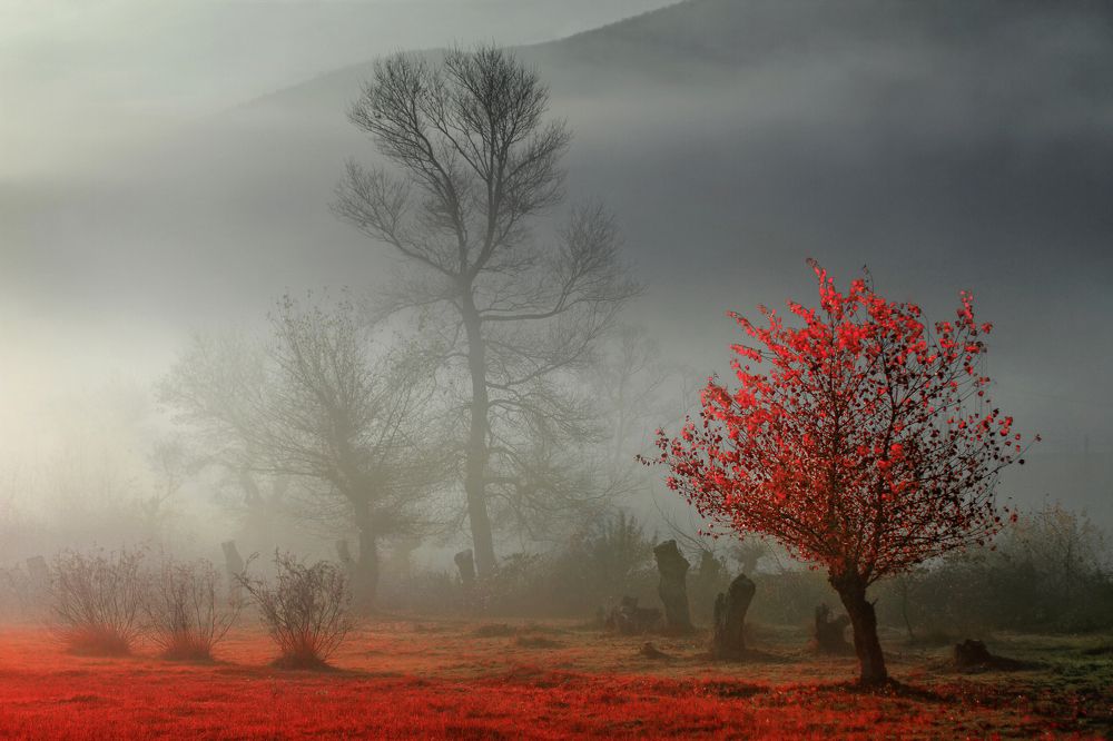 Красное дерево