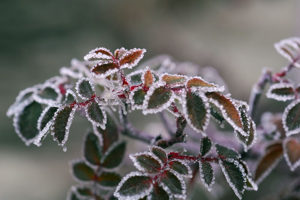 Словно мишура