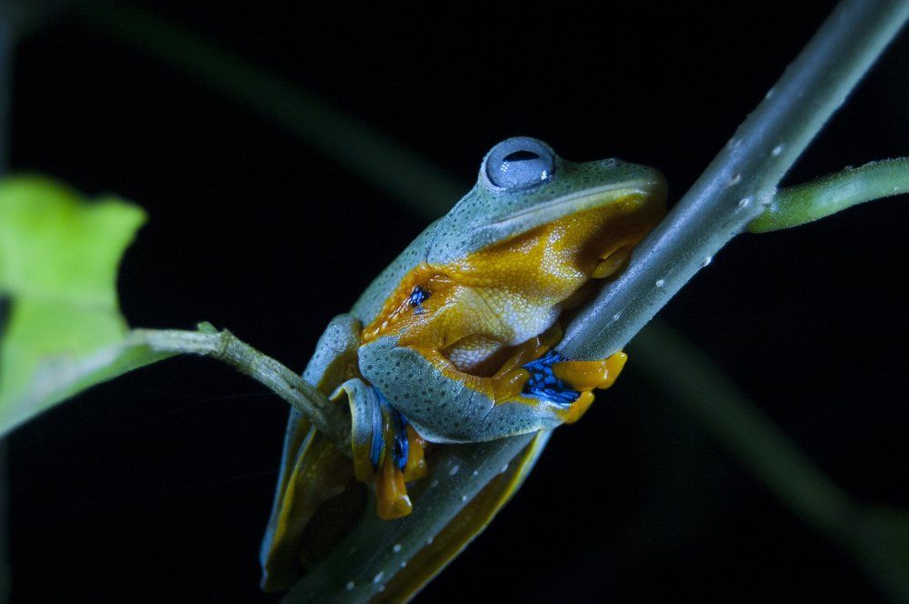 The nocturnal waiting a night wet