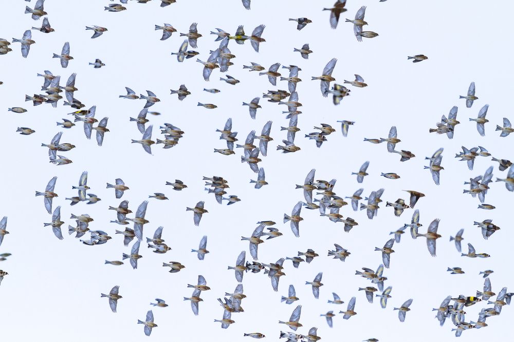 Открытые крилья