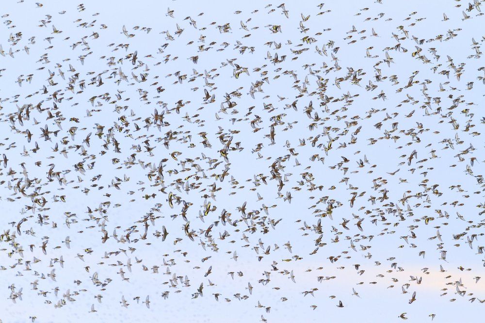 50 оттенков птиц