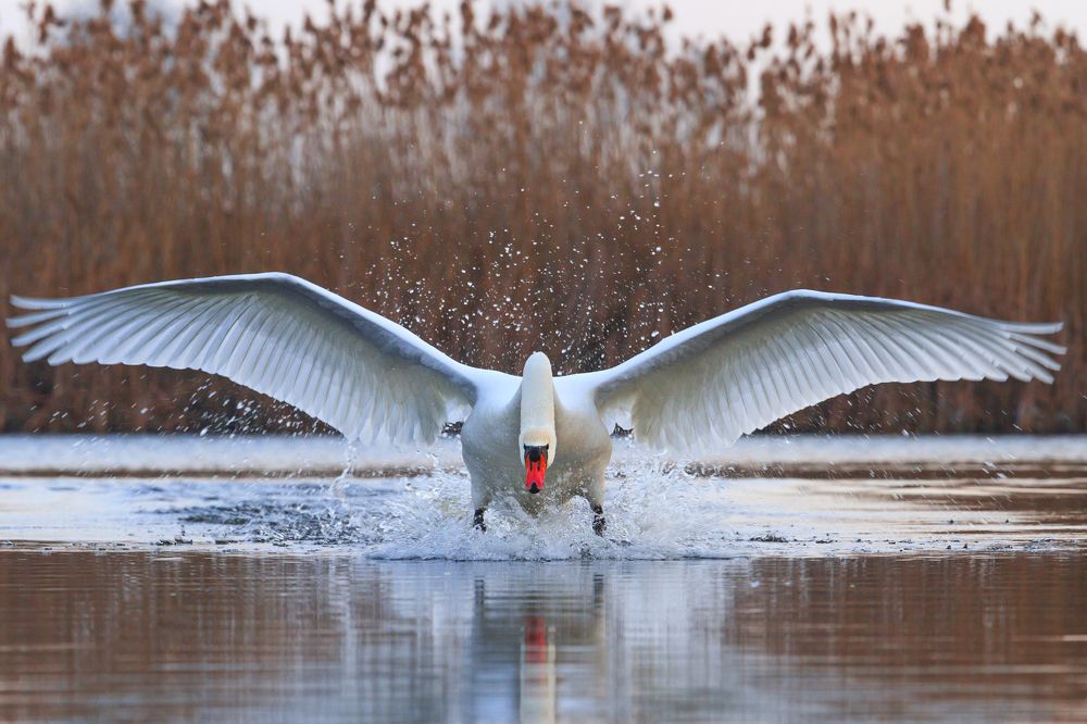 Святой лебедь