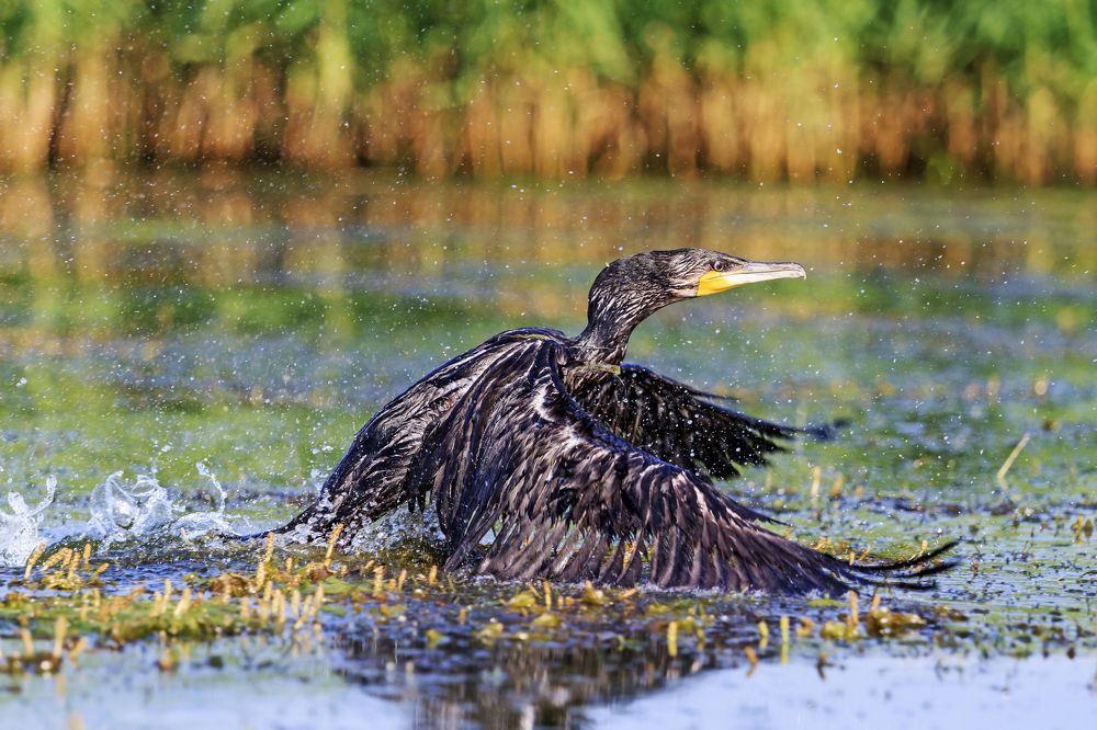 речной монстр