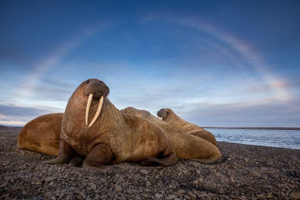 Радуга над лежбищем