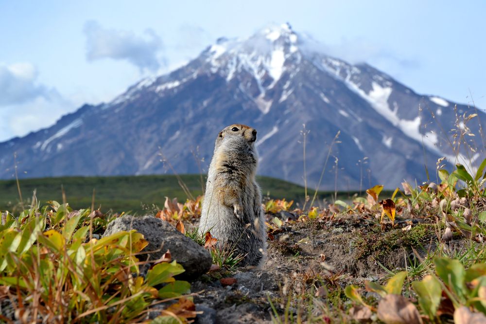Хранитель вулкана