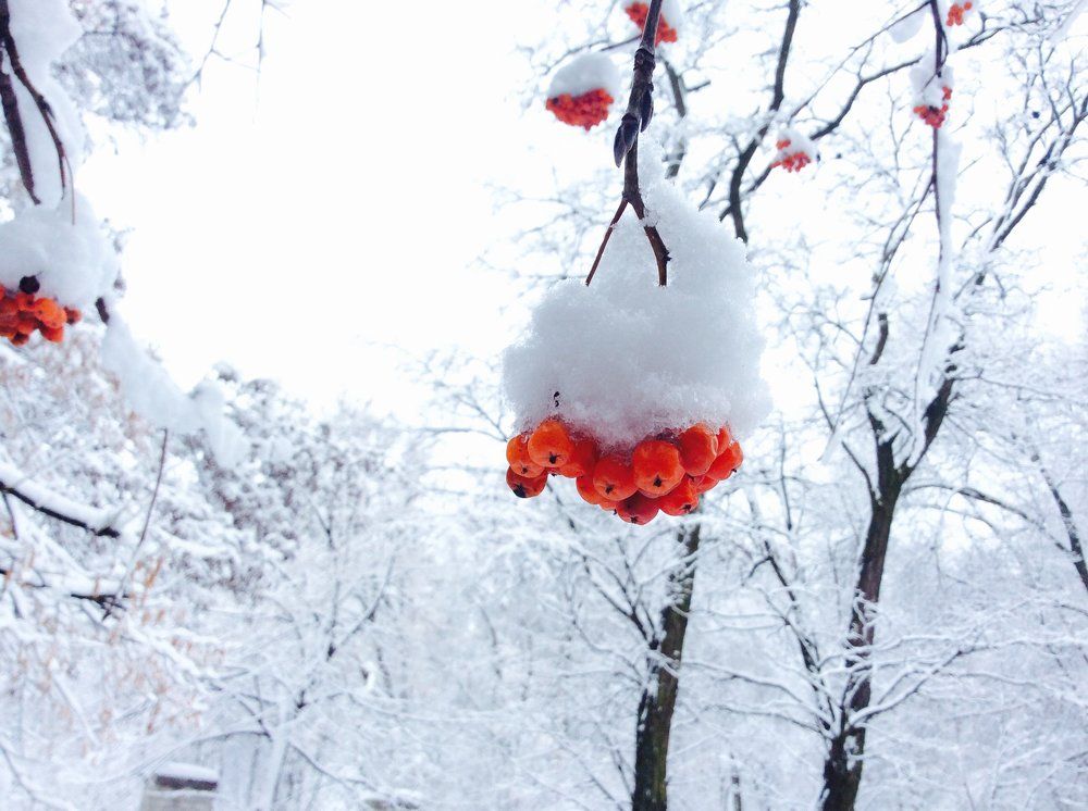 Rowan berries in winter.