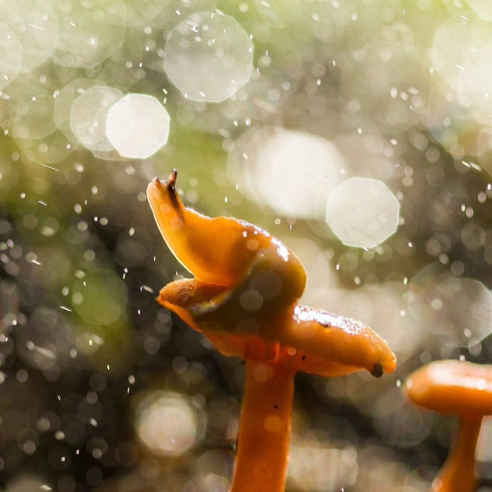 Волшебные грибочки