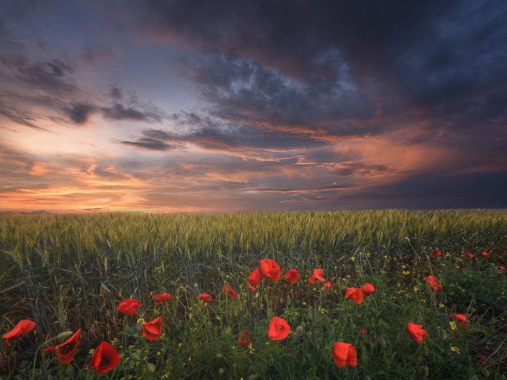 Вечер с маками