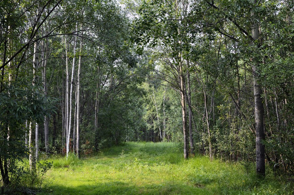 Солнечный день в лесу