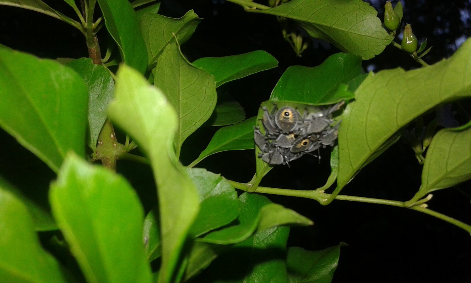 Macro,mostmob PHOTOGRAPHY