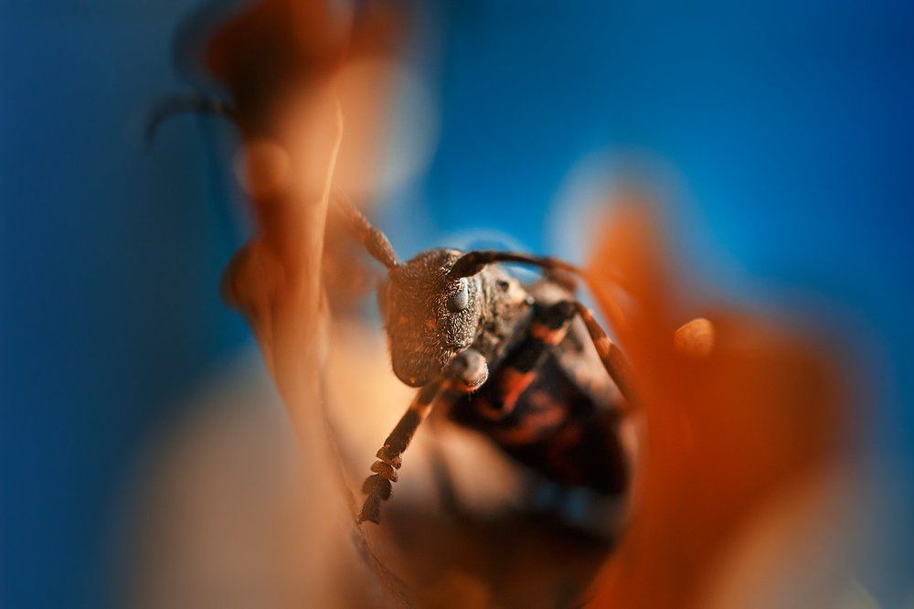 Осенний жук..