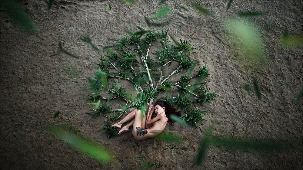 Дерево жизни