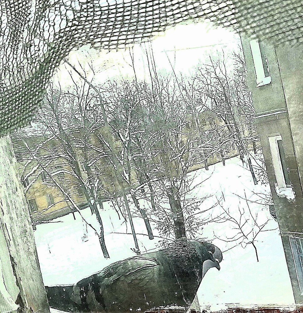 Голубь
