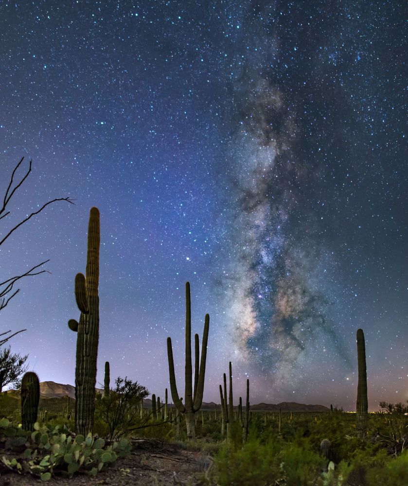 Saguaro National Park
