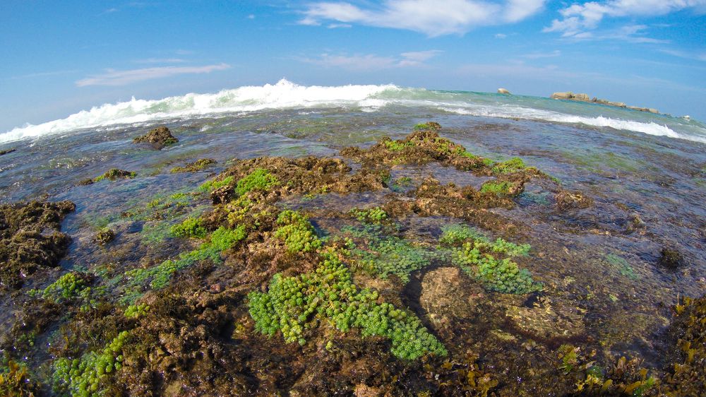 The low tide on the ocean