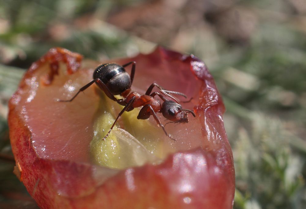 Photograph by Викулов Николай