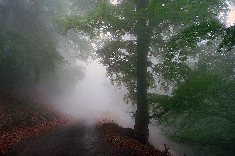 Внутри тумана