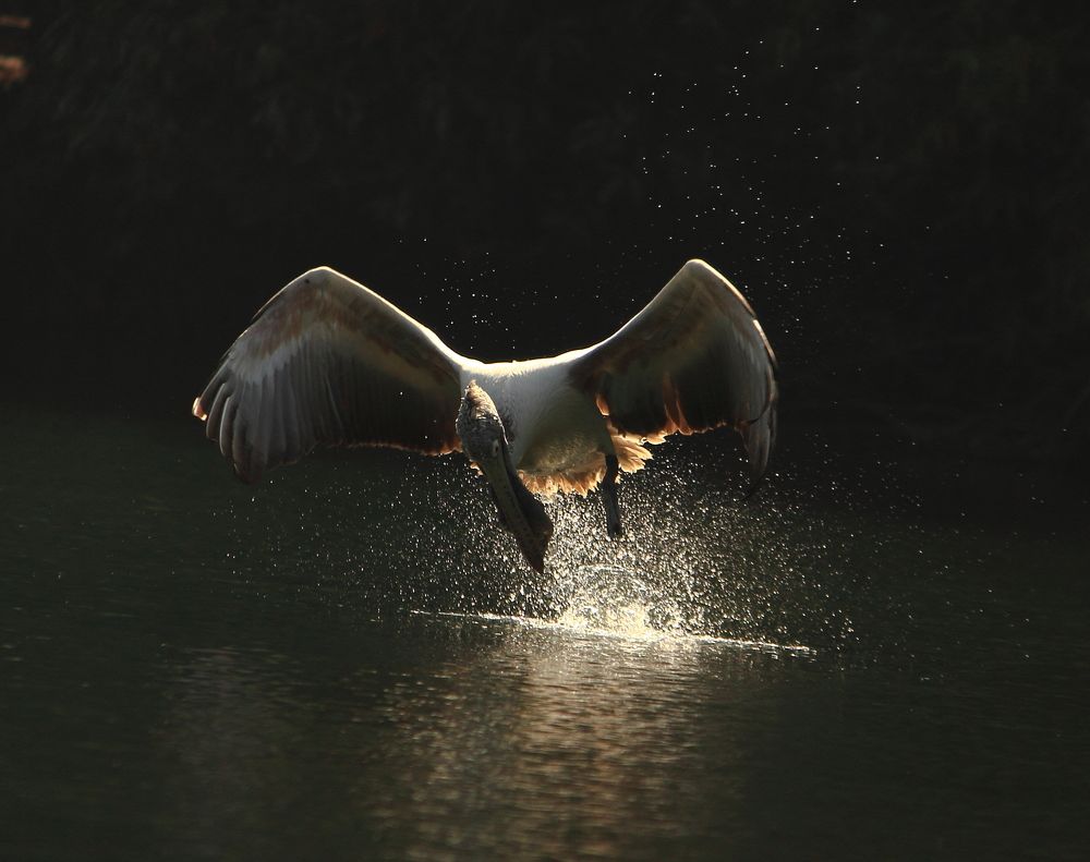 Pelican playing