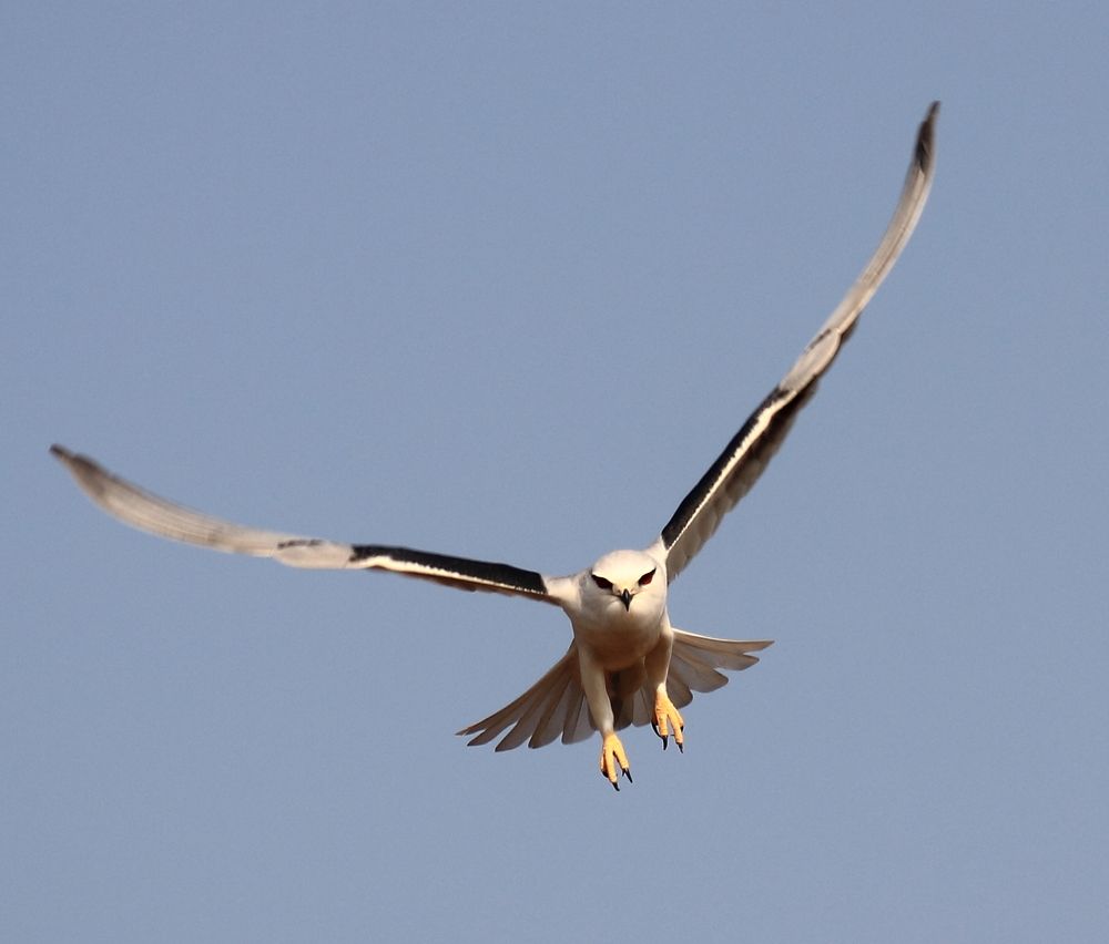 Black winged kite