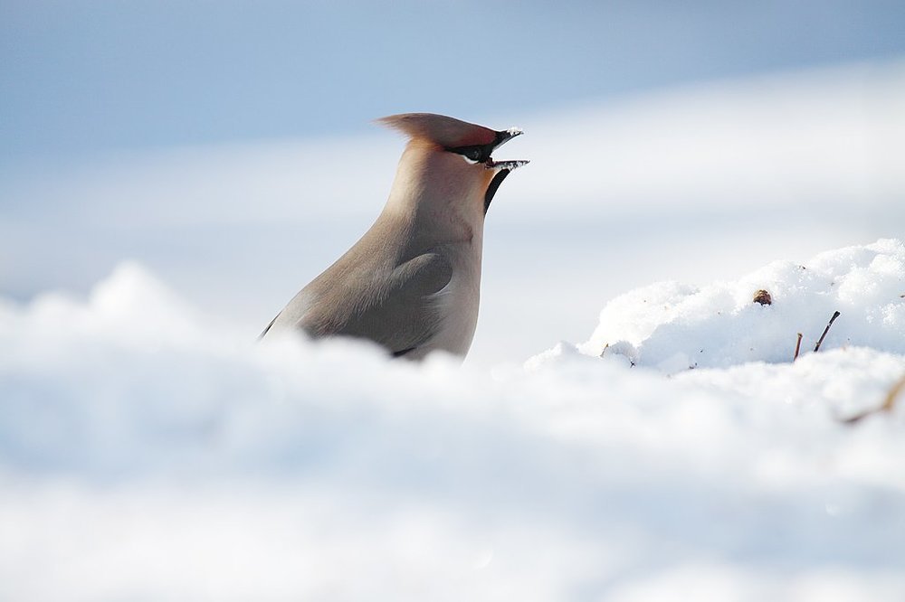 Свиристель