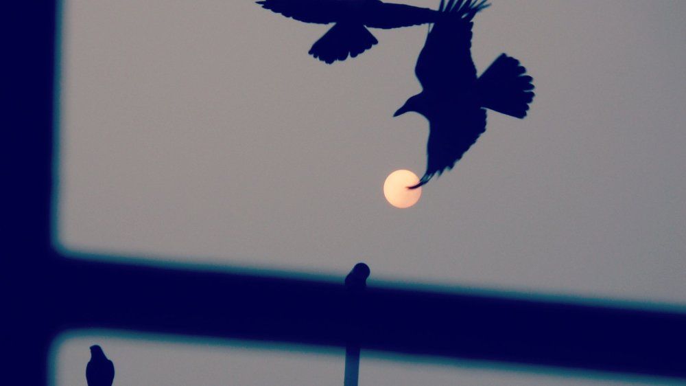 Freedom