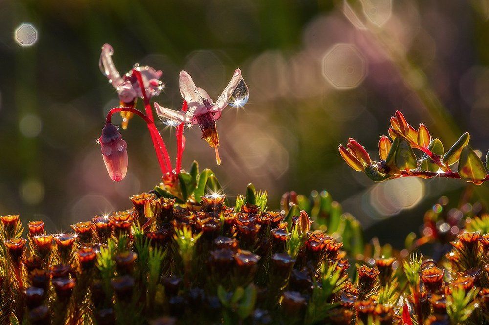 про солнечное утро, росу и цветущую клюкву