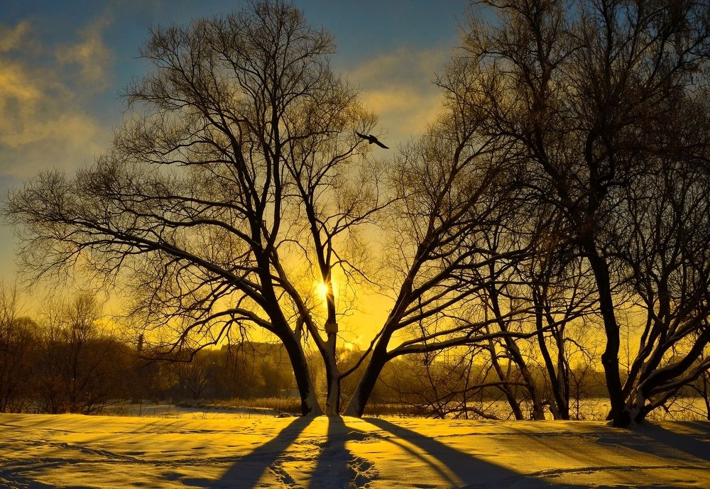 Деревья любят Солнце