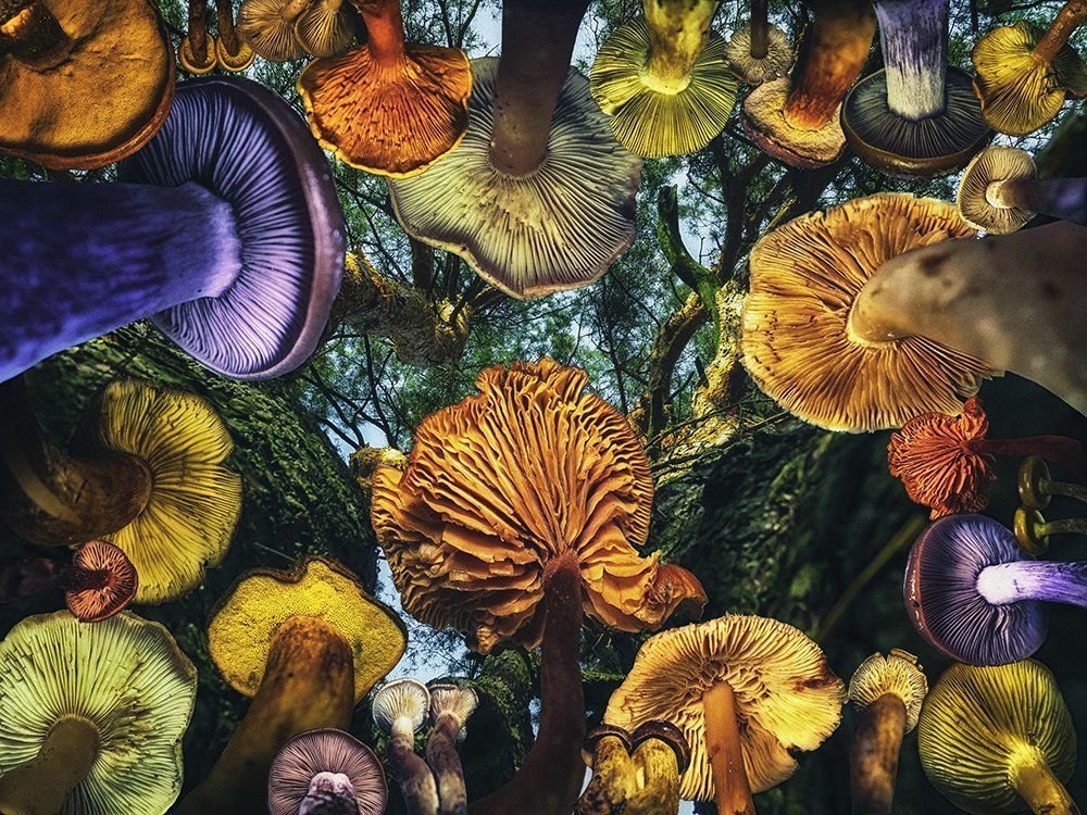 Когда грибы были большими.