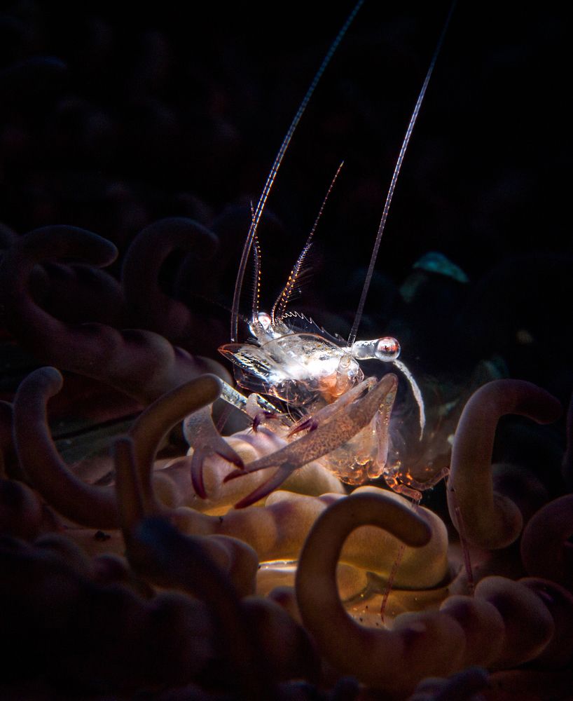 Портрет креветки