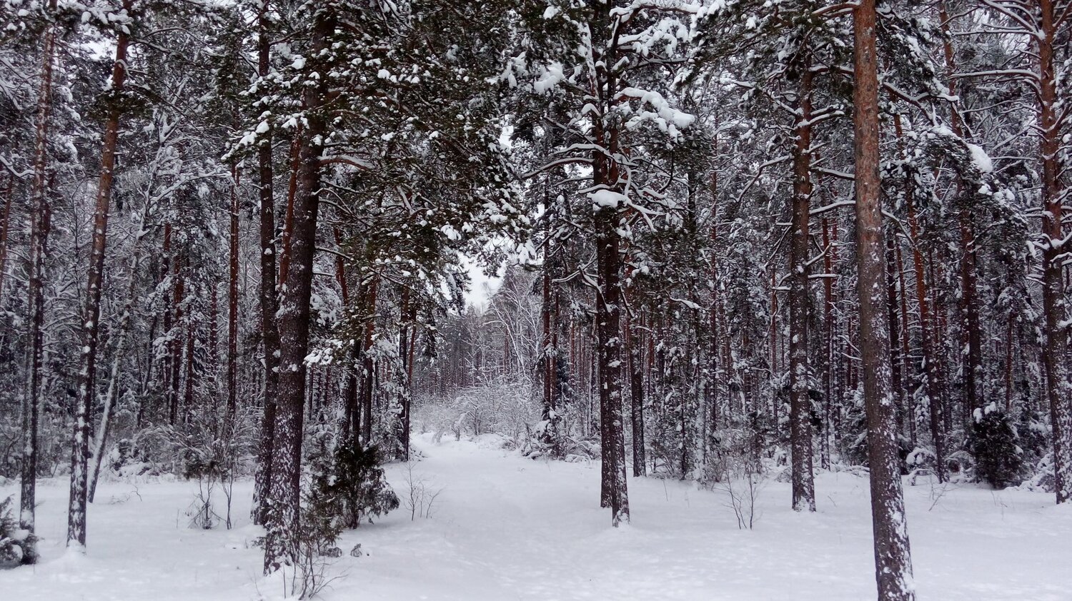 Зима-красавица
