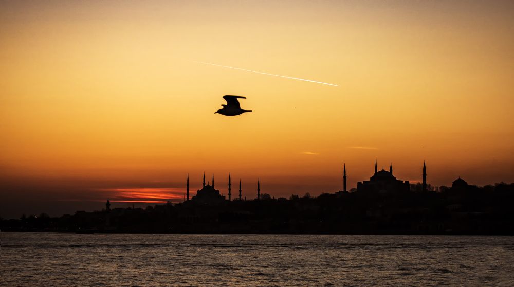 The Bosphorus and the bird
