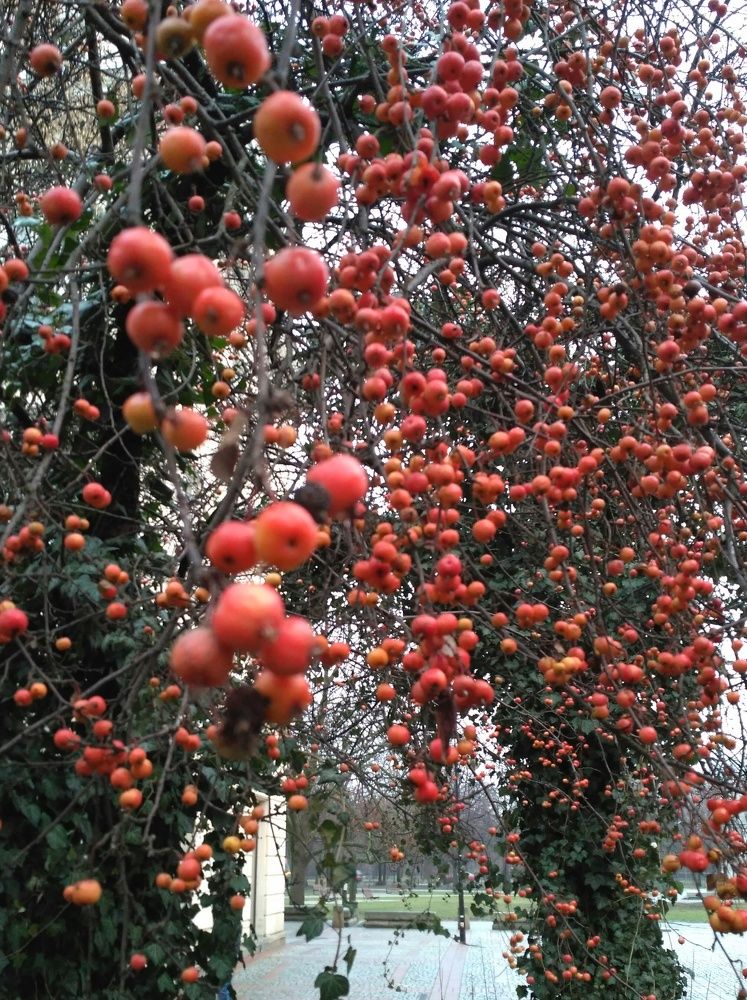 Декабрьские яблочки. Варшава